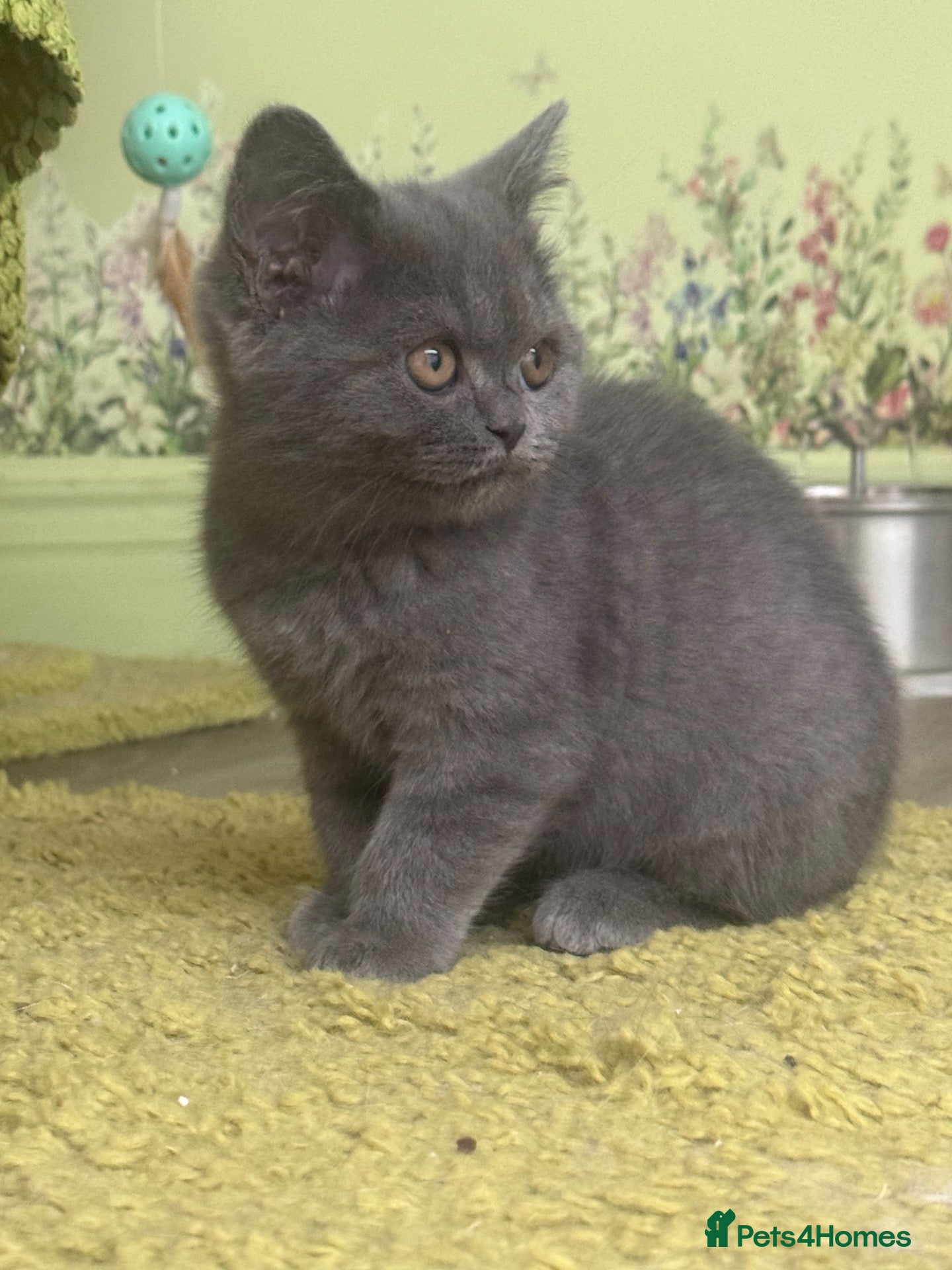 Scottish Fold cats for sale: Reduced ready4rehome!Registered Scottishstriaghts  - Advert 2