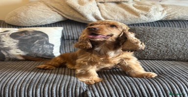Cocker Spaniel dogs - Advert 4