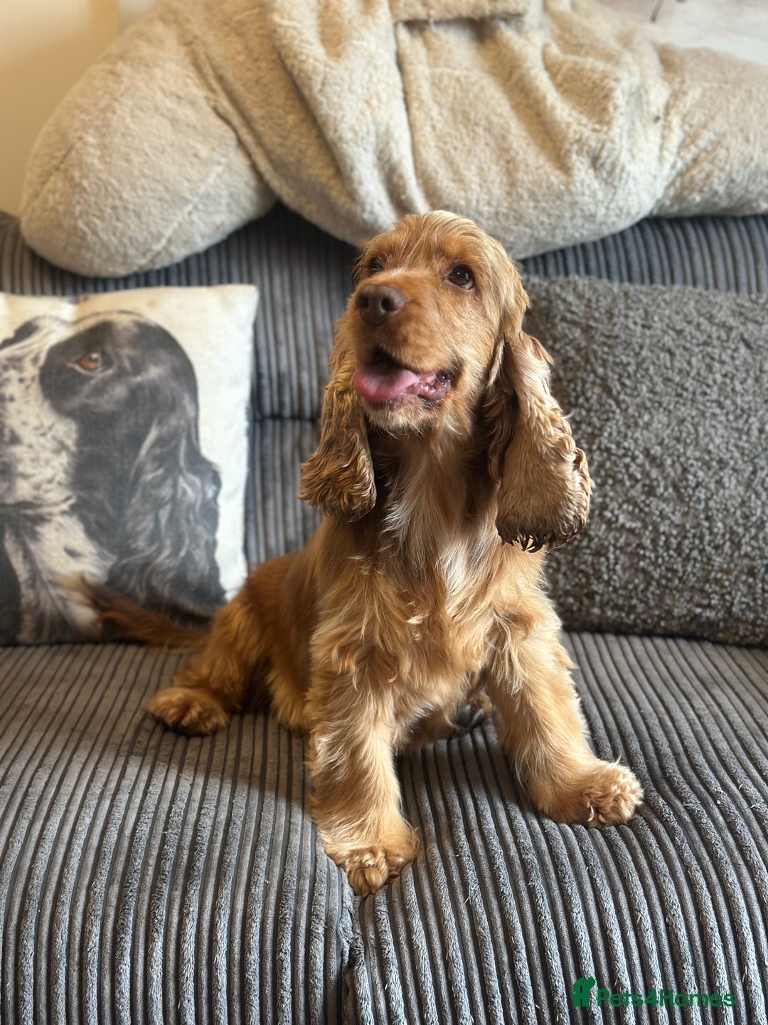 Cocker Spaniel dogs for sale: 5 year old female chocolate sable cocker  - Image 2