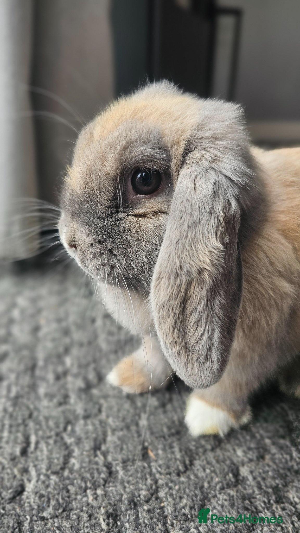 Mini Lop rabbits Gorgeous mini lop Rabbit, vaccinated 4 months old - Advert 19