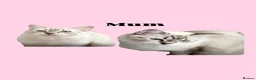 British Shorthair cats for sale: Adorable kittens, British short hair for rehome in London - Advert 3