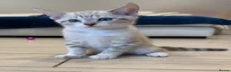Bengal cats for sale: Stunning Snow Bengal Kittens – Blue Eyes 💙 - Advert 3