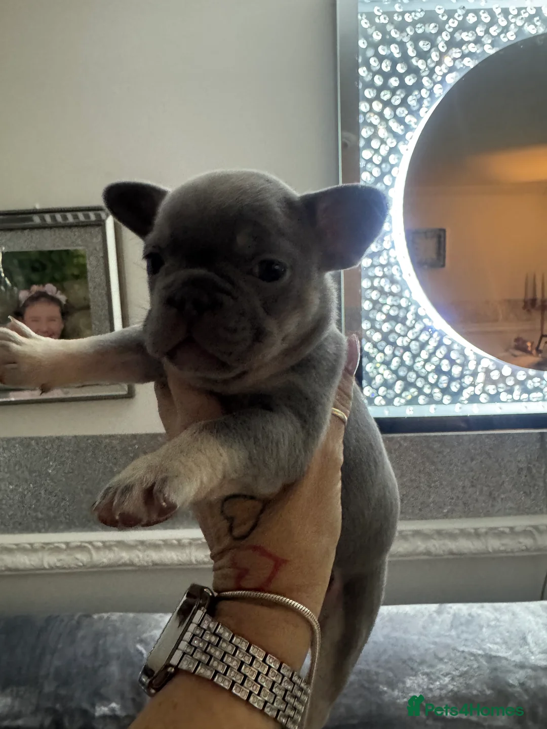 French Bulldog dogs for sale: Out standing french bulldogs merles carry fluffy - Advert 5