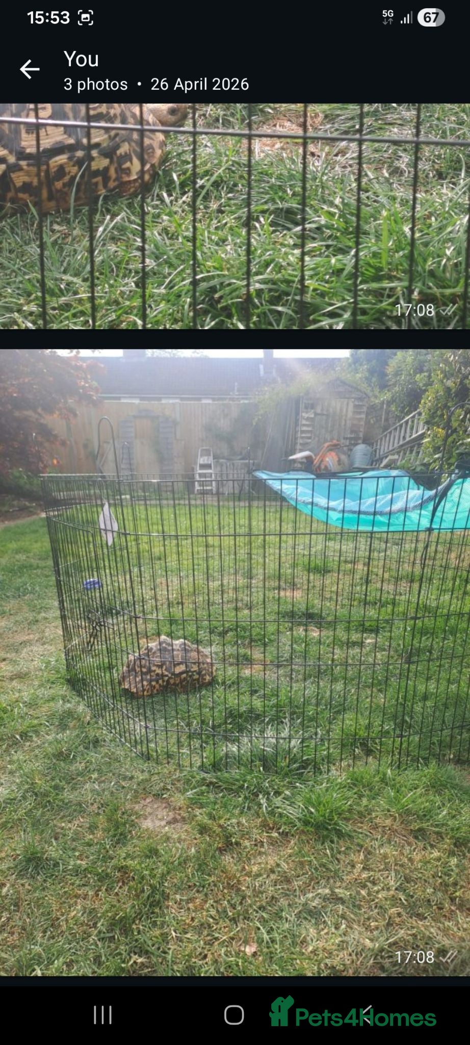 Tortoise reptiles Female leopard tortoise - Advert 1