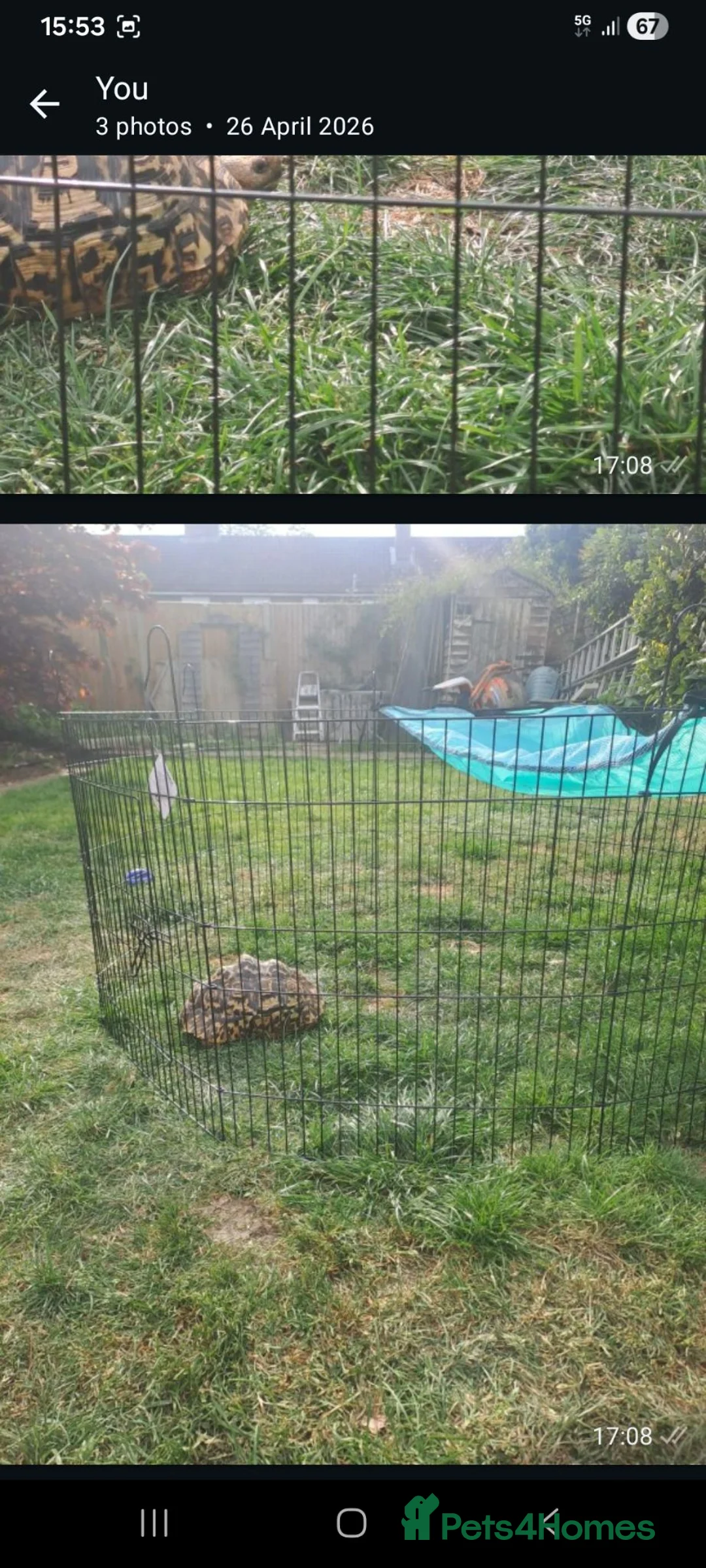 Tortoise reptiles for sale: Female leopard tortoise in Esher - Advert 1
