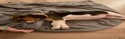 Beagle dogs for sale: Luna the beagle  - Advert 4
