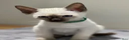 Siamese cats for sale: GCCF Registered Traditional Siamese Kittens.  - Advert 7
