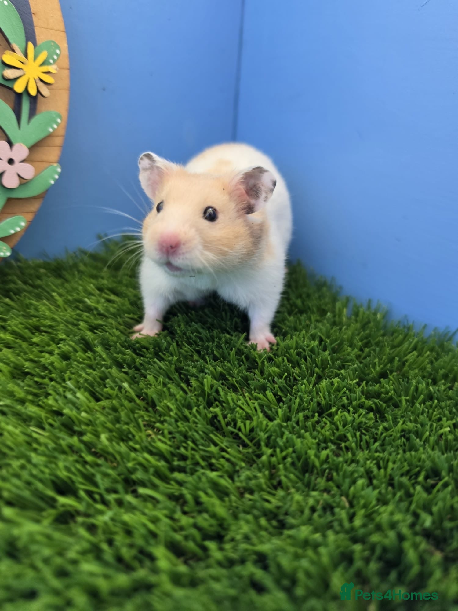 Hamster rodents Syrian Hamster Baby Male Pedigree Boy  - Advert 1