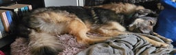 Mixed Breed dogs for adoption: Paddington the Bear - Advert 8