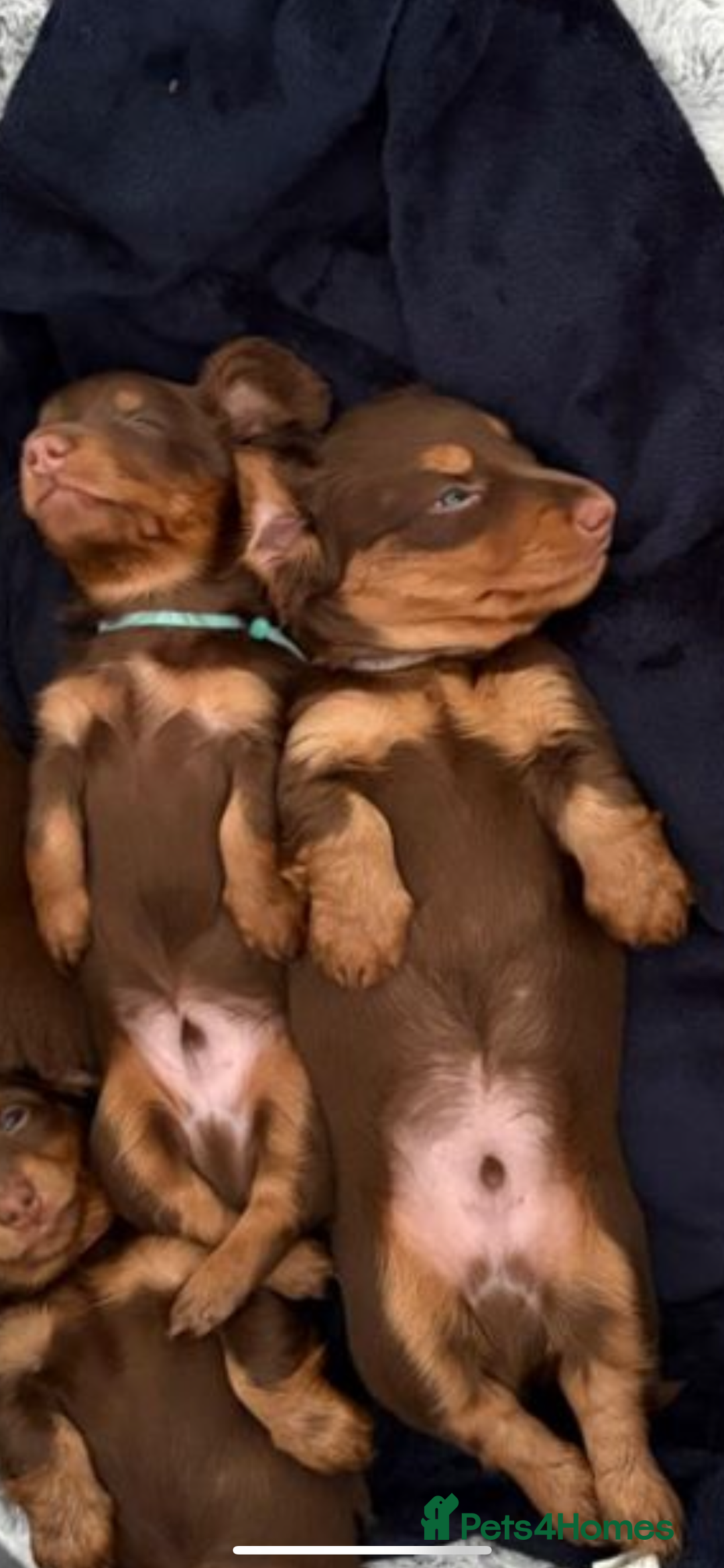 Miniature Dachshund dogs for sale: PRICE REDUCED Cute long hair chocolate dachshunds  - Advert 20