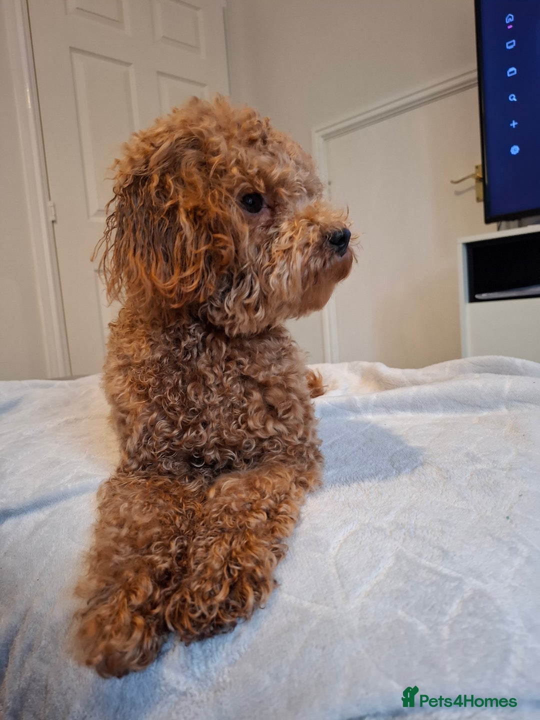 Poochon dogs for sale: F1b Apricot Poochon - Advert 3