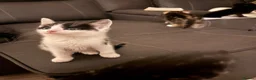Domestic Shorthair cats for sale: 4 kittens in Telford - Advert 7