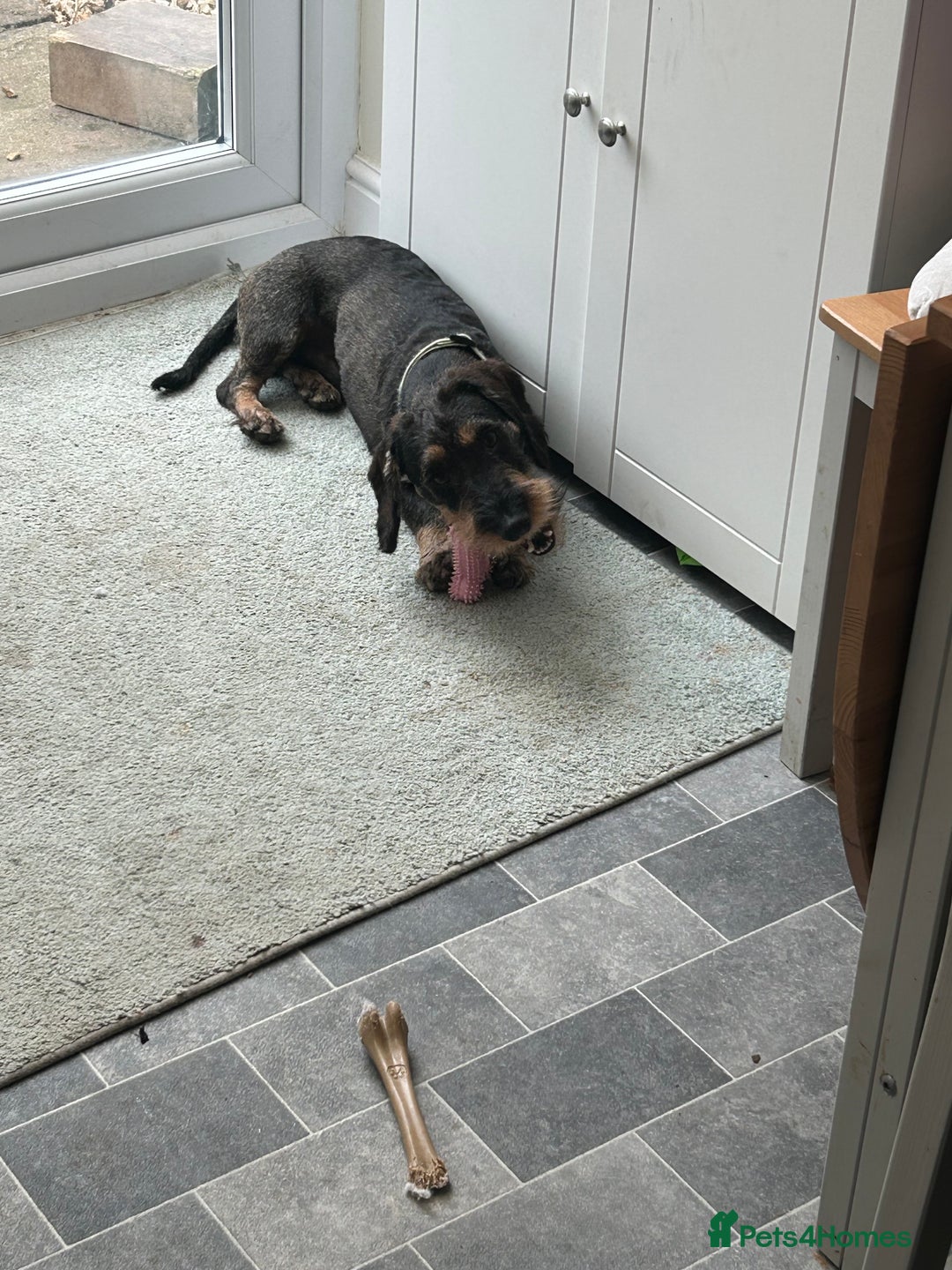 Dachshund dogs for sale: Teckel Dachshund for rehoming - Advert 7