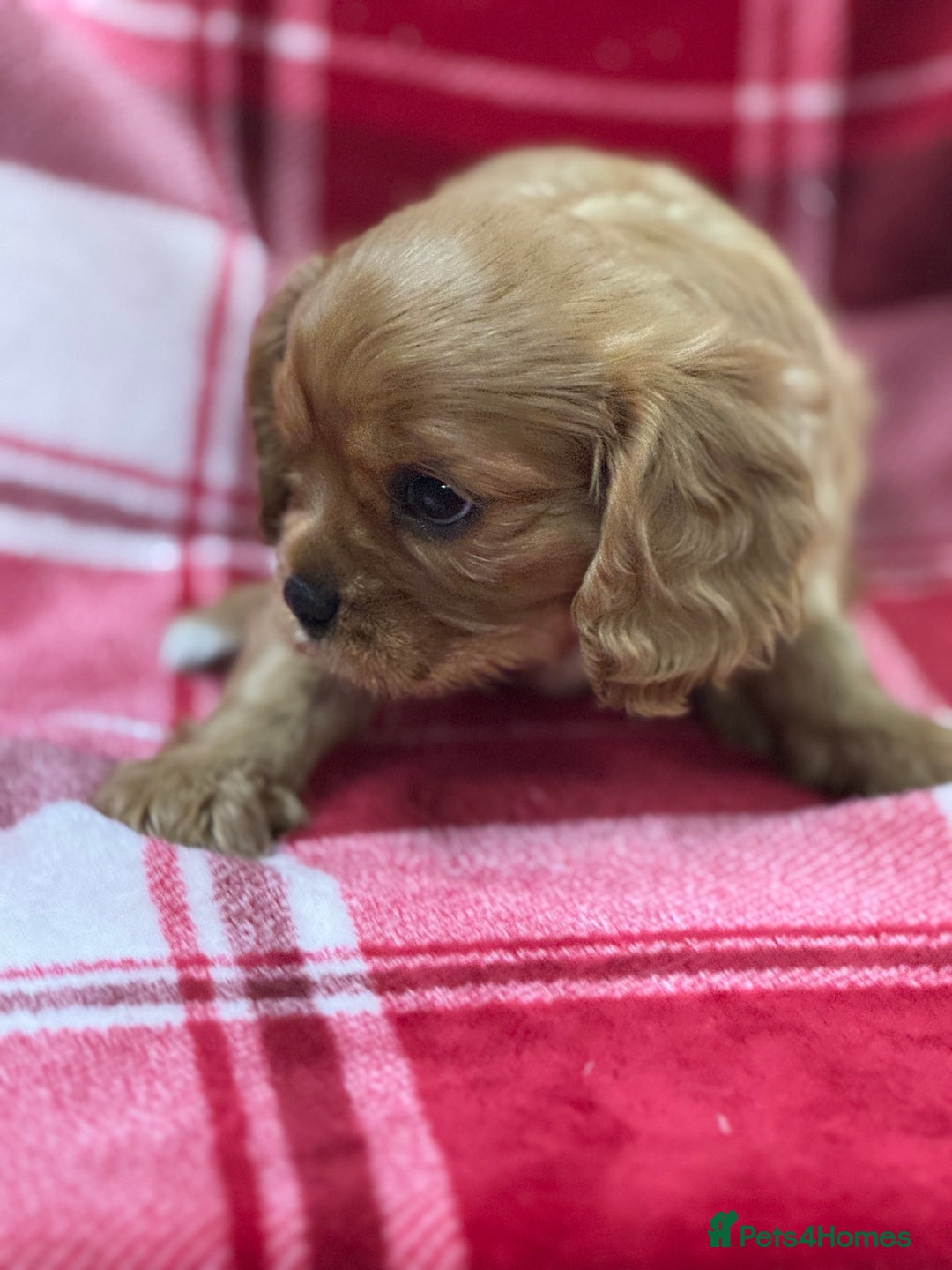 Cavalier King Charles Spaniel dogs for sale: Cavalier King Charles pups  - Advert 23