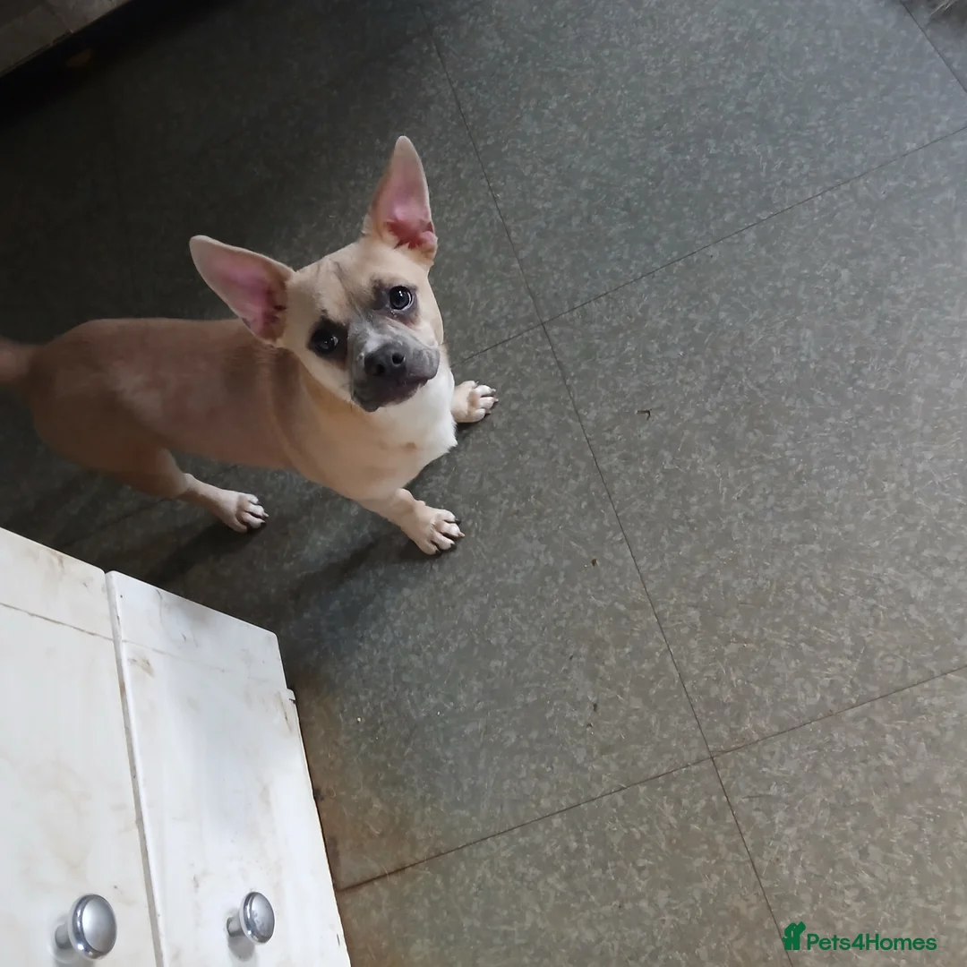 Mixed Breed dogs for sale: Bullhuahua's 💙💙 - Advert 2