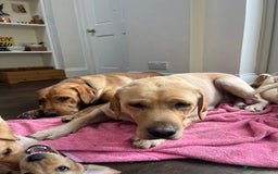 Labrador Retriever dogs for sale: Red Fox , Golden & White Labrador Pups  - Image 12