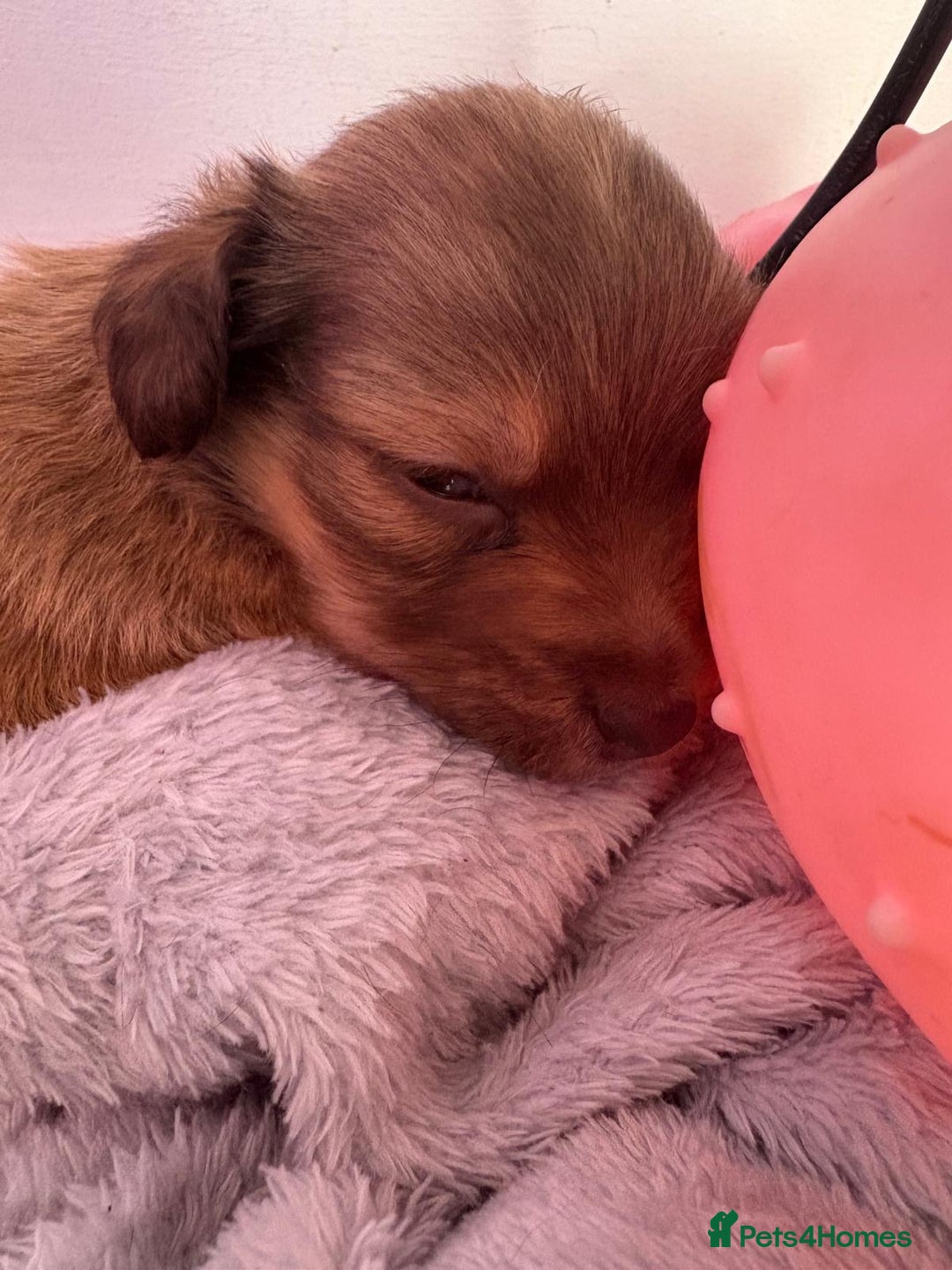 Mixed Breed dogs for sale: chihuahua mixed breed - Advert 28