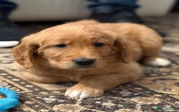 Golden Retriever dogs for sale: Dark Red Golden Retriever Pups Ready 1st November - Image 35