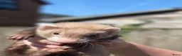 Ferret rodents for sale: Baby ferrets for sale ready to go now - Advert 4