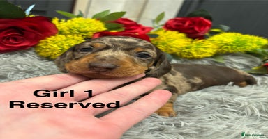 Miniature Dachshund dogs 💙Chilled boy left💙 brown and tan Mini Smooth - Advert 7