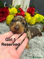 Miniature Dachshund dogs 💙Chilled boy left💙 brown and tan Mini Smooth - Advert 4