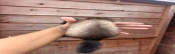 Ferret rodents for sale: 1 sable semi hob left 9 weeks old - Advert 5