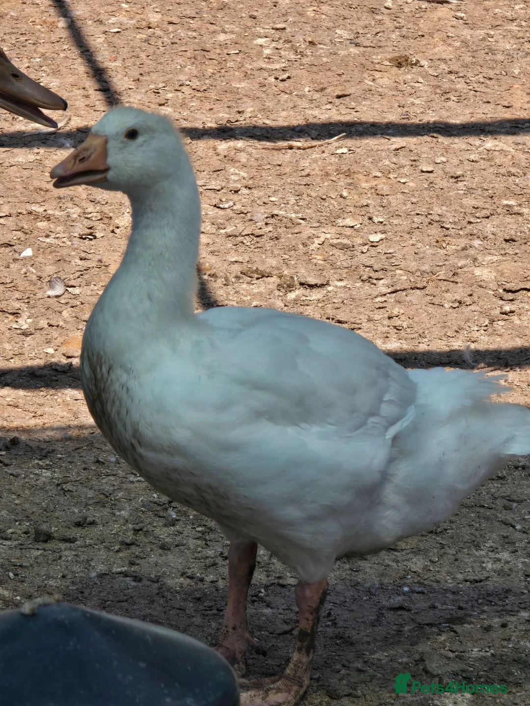 Geese poultry for sale: Smooth Sebastopol male gosling  - Advert 1