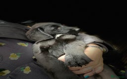 Aussiedoodle dogs for sale: Last Boy AussieDoodle Fully Vaccinated/Vet checked - Image 3
