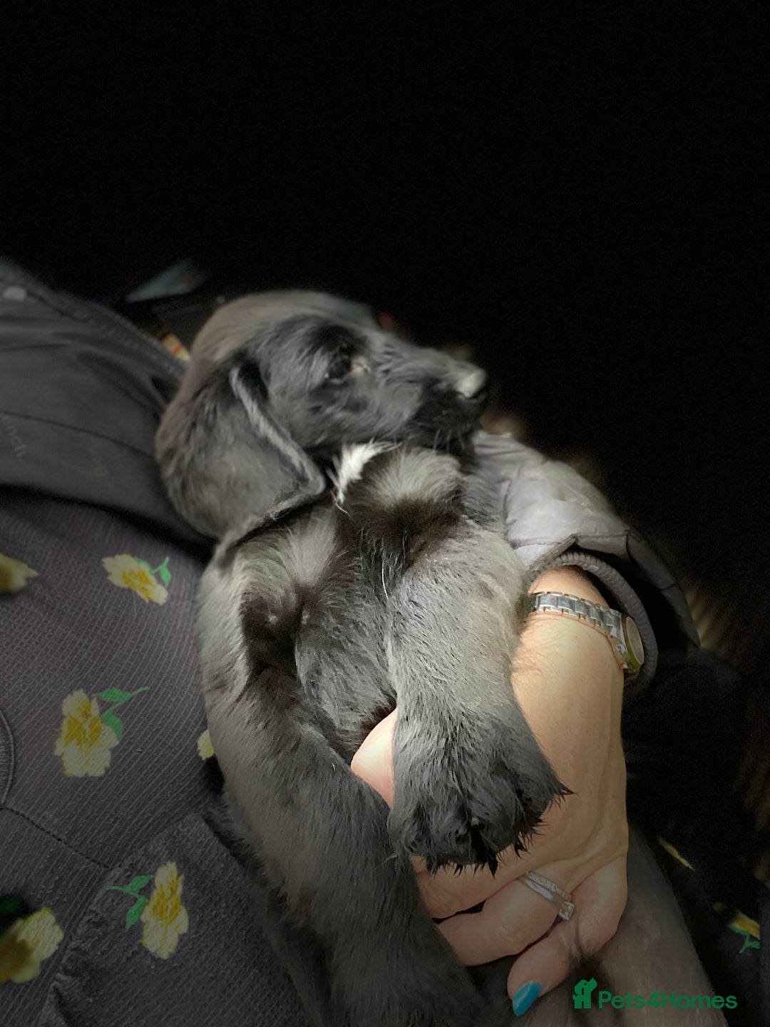 Aussiedoodle dogs for sale: Last Boy AussieDoodle Fully Vaccinated/Vet checked - Image 3
