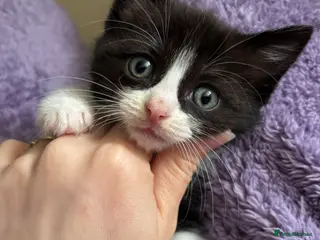 Ragdoll cats Beautiful Ragdoll Tuxedo Mix Kittens 🐾 - Advert 5