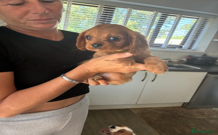 Cavalier King Charles Spaniel dogs - Advert 3
