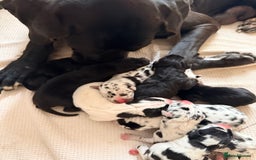 Great Dane dogs for sale: HARLIQUIN & BLACK PUPS KC REGISTERED  - Image 10