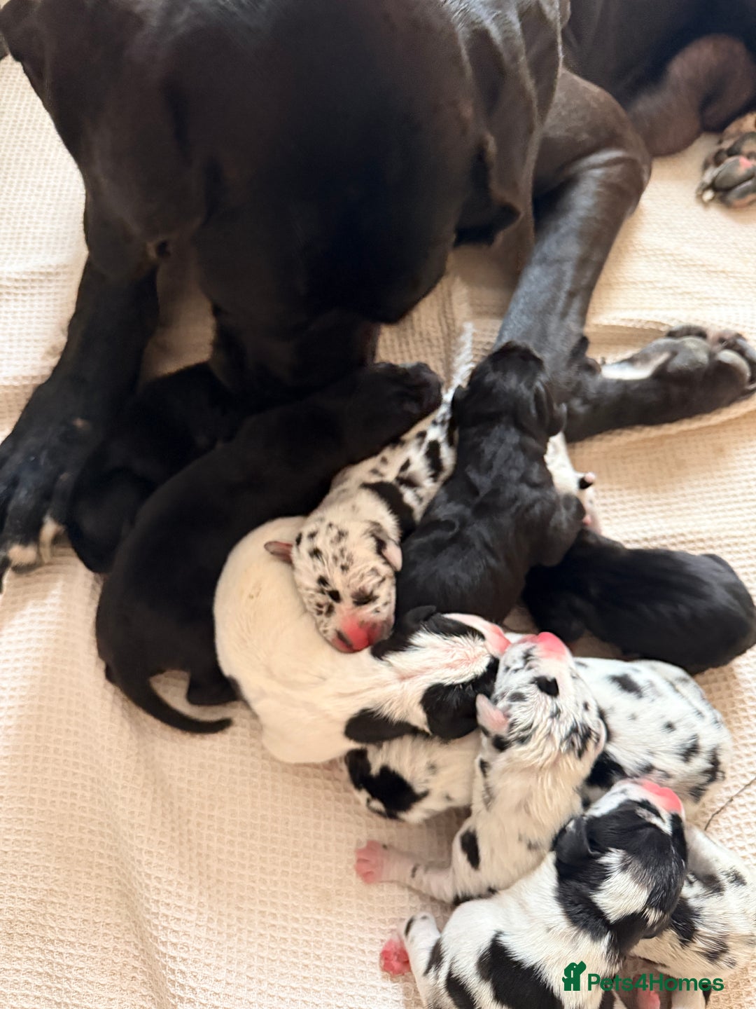 Great Dane dogs for sale: HARLIQUIN & BLACK PUPS KC REGISTERED  - Image 10