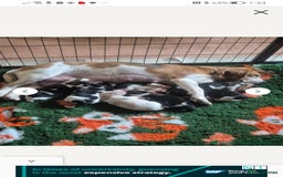 Beagle dogs for sale: **FULLY HEALTH TESTED TRI BEAGLE MALE AVAILABLE** - Image 5