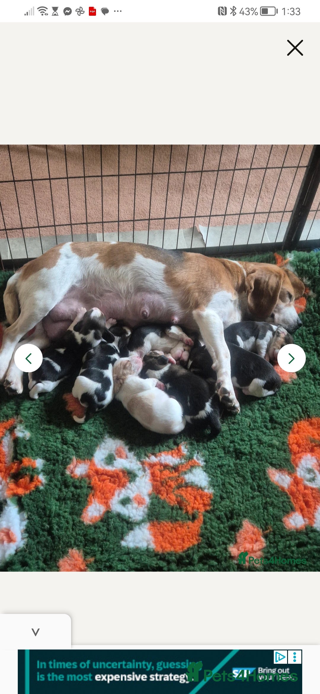 Beagle dogs for sale: **FULLY HEALTH TESTED TRI BEAGLE MALE AVAILABLE** - Image 5