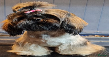 Shih Tzu dogs - Advert 2