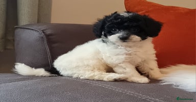 Cockapoo dogs - Advert 2
