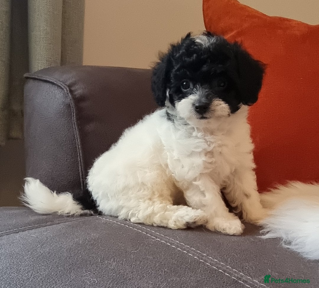 Cockapoo dogs for sale: Best Friend Sofa Companions 🥰 Fully vaccinated  - Image 4