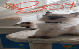 Ragdoll cats for sale: Ragdoll kittens - Image 4