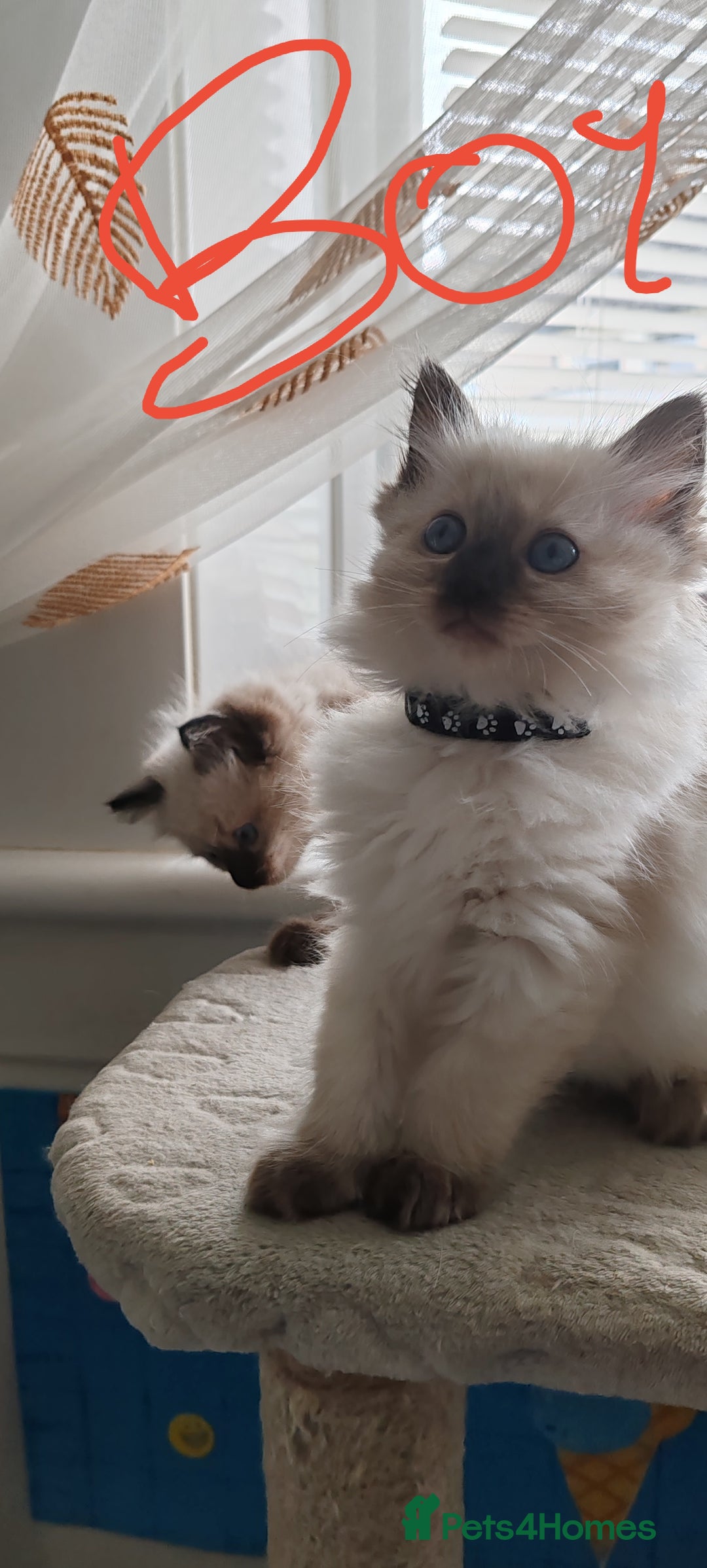 Ragdoll cats for sale: Ragdoll kittens - Image 4