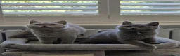 British Shorthair cats for sale: British Shorthair Kittens Teddy Bear chunky Teddys - Advert 3