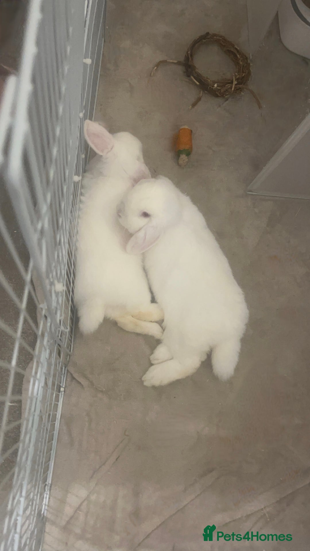 Mini Lop rabbits for sale: 2 beautiful pure bread mini lop rabbits - Image 2