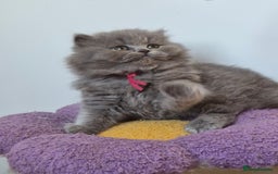 British Shorthair cats for sale: GCCF Registered British Sh & Lh Kittens - Champion - Image 8