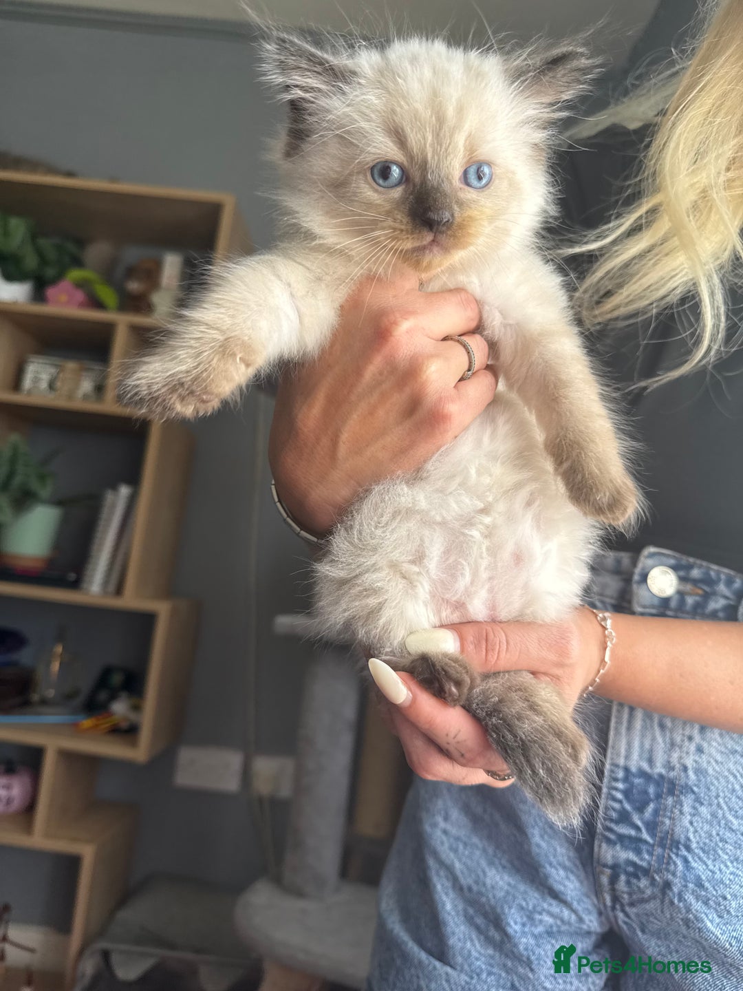 Ragdoll cats for sale: 💙Seal Point Ragdoll × Siberian Boy 💙 - Image 6