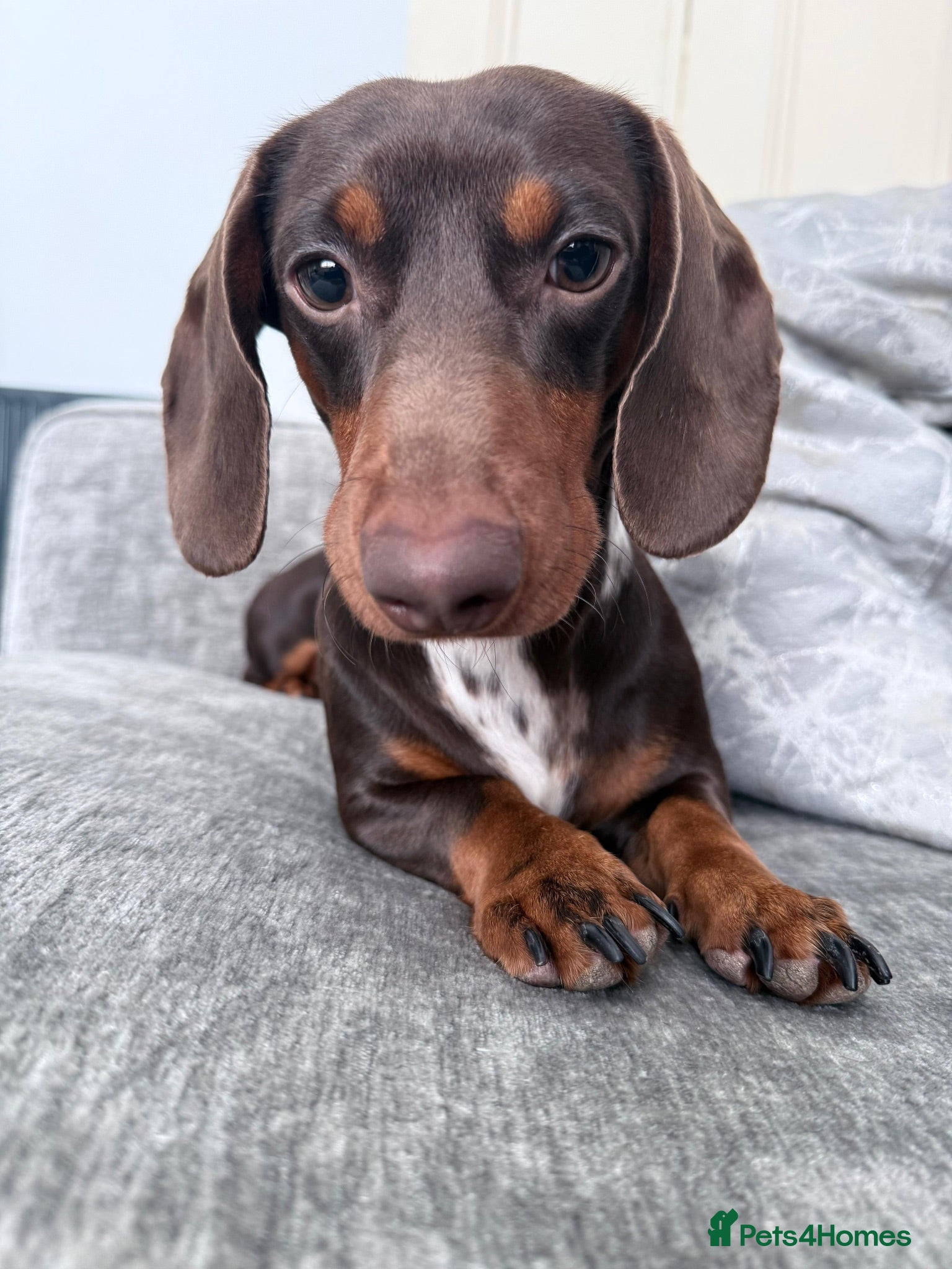 Miniature Dachshund dogs Miniature Dachshund Stud - Advert 3