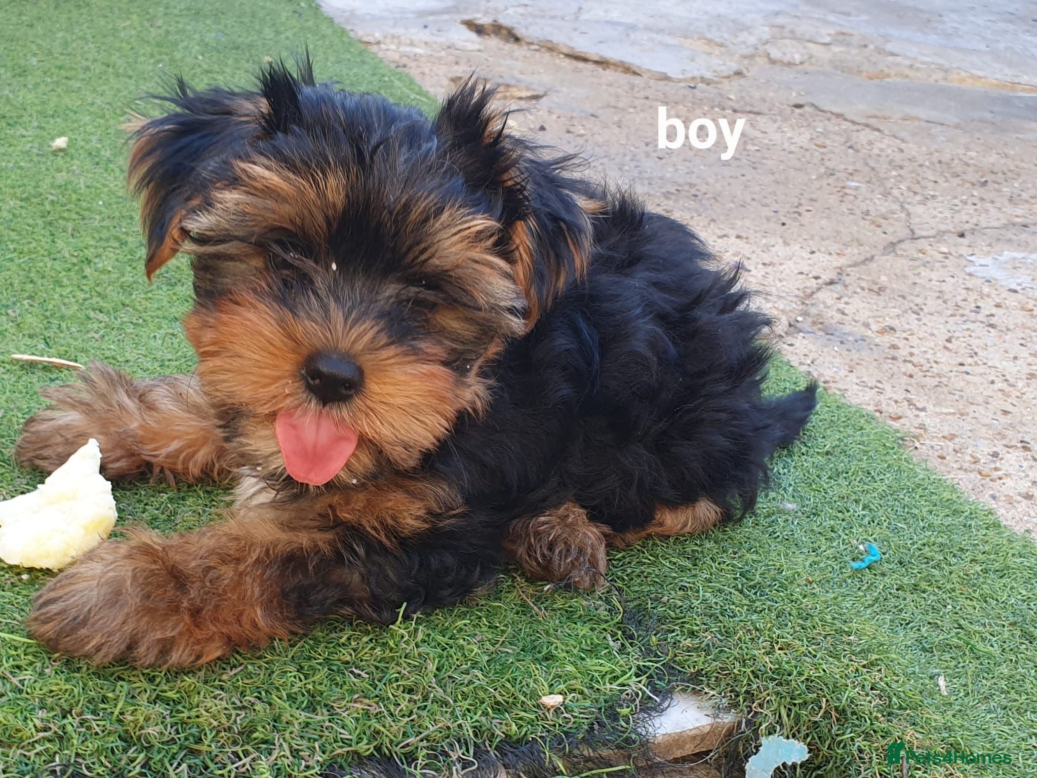 Yorkshire Terrier dogs Yorkshire terrier puppies 8 weeks old  - Advert 5