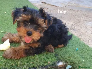 Yorkshire Terrier dogs Yorkshire terrier puppies 8 weeks old - Advert 5