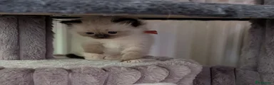 Cloud – Female (Orange) Seal Point Mitted 