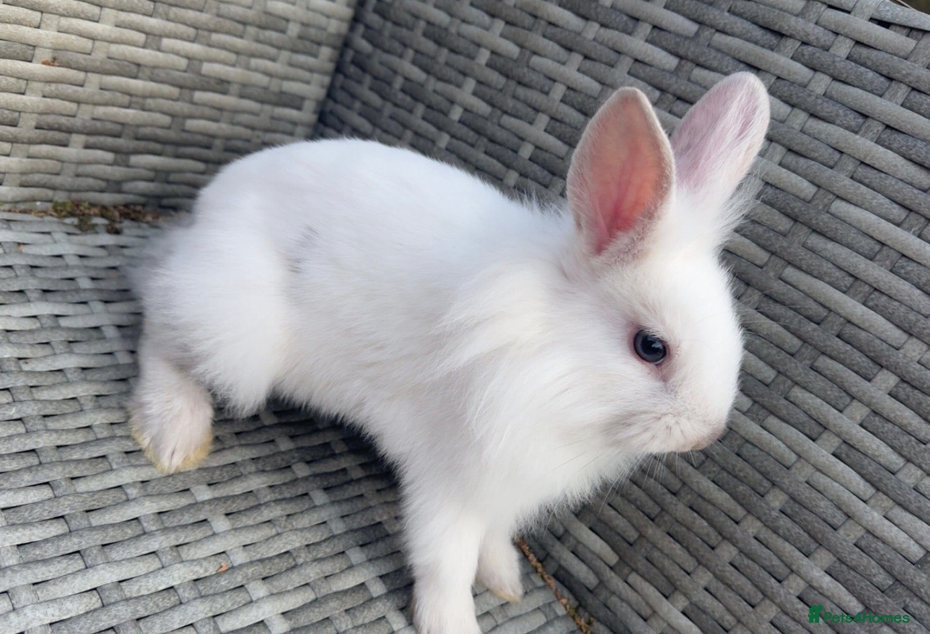 Lionhead rabbits One White Bunny🐇 - Advert 1