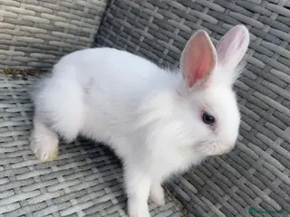 Lionhead rabbits One White Bunny🐇 - Advert 1